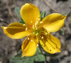Mentzelia scabra