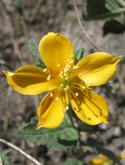Mentzelia scabra