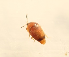 Sericoderus