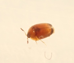 Sericoderus