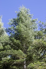 Abies magnifica