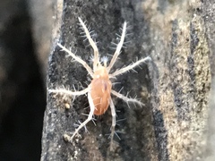 Rhagidiidae
