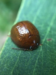 Dicranosterna semipunctata