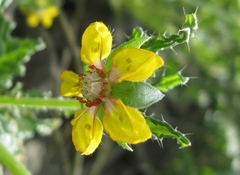 Loasa nitida