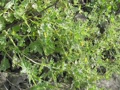 Loasa nitida