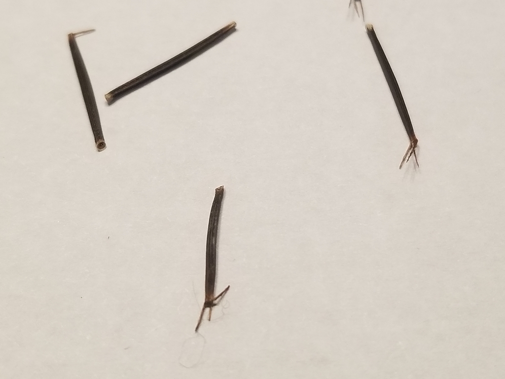 Spanish needles from Pettis County, USMO, US on January 12, 2023 at 06