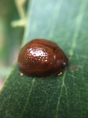 Dicranosterna semipunctata