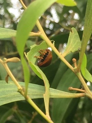 Dicranosterna semipunctata