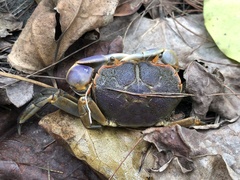 Chasmagnathus convexus