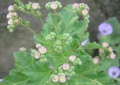 Fuertesimalva chilensis