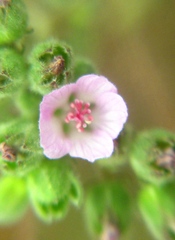 Fuertesimalva chilensis