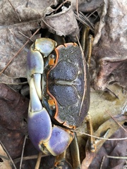 Chasmagnathus convexus