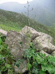 Sida jatrophoides