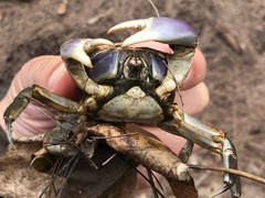 Chasmagnathus convexus