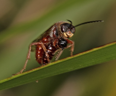 Tachynomyia abdominalis