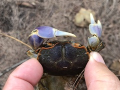 Chasmagnathus convexus