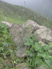Sida jatrophoides