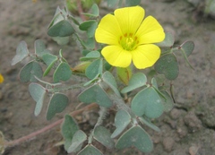 Oxalis hochreutineri