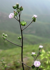Sida jatrophoides