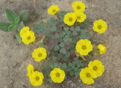 Oxalis hochreutineri