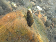 Semisulcospira