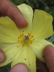 Argemone subfusiformis