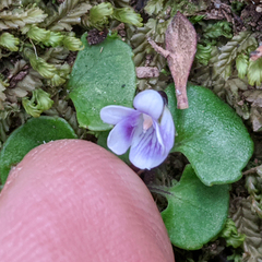 Viola hederacea