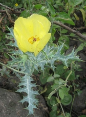 Argemone subfusiformis