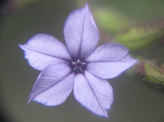 Plumbago caerulea
