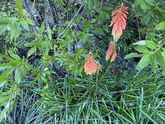 Kniphofia