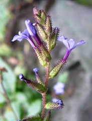 Plumbago caerulea