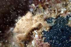 Pilumnus