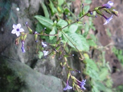 Plumbago caerulea