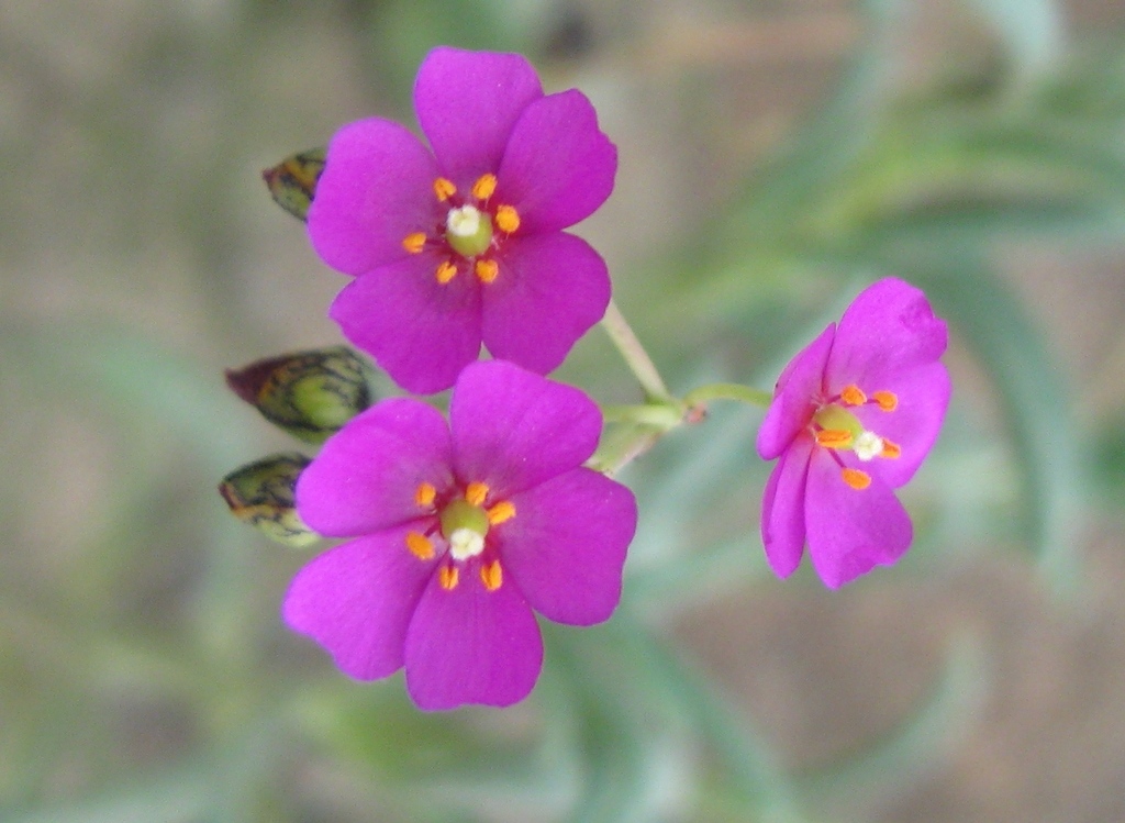 Cistanthe lingulata