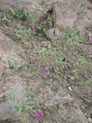 Cistanthe lingulata