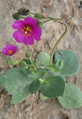 Cistanthe paniculata