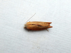 Wingia psittacodes