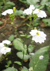 Browallia americana