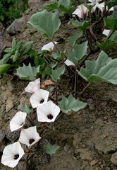 Exodeconus maritimus
