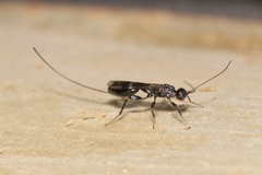 Hormiinae