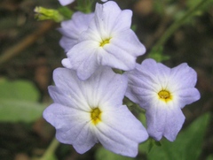 Browallia americana