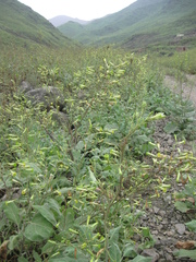 Nicotiana paniculata