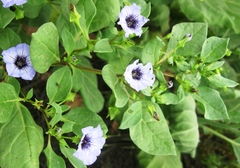Nolana humifusa