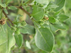 Nolana humifusa