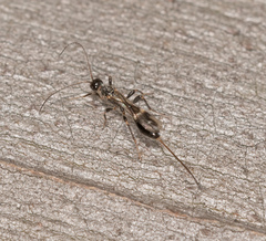 Hormiinae