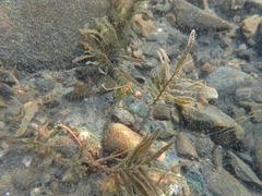 Potamogeton maackianus