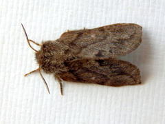 Pernattia pusilla