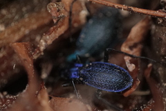 Carabus intricatus