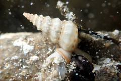 Plesiotrochus monachus