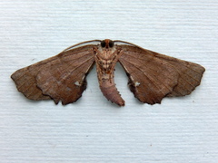 Parepisparis multicolora